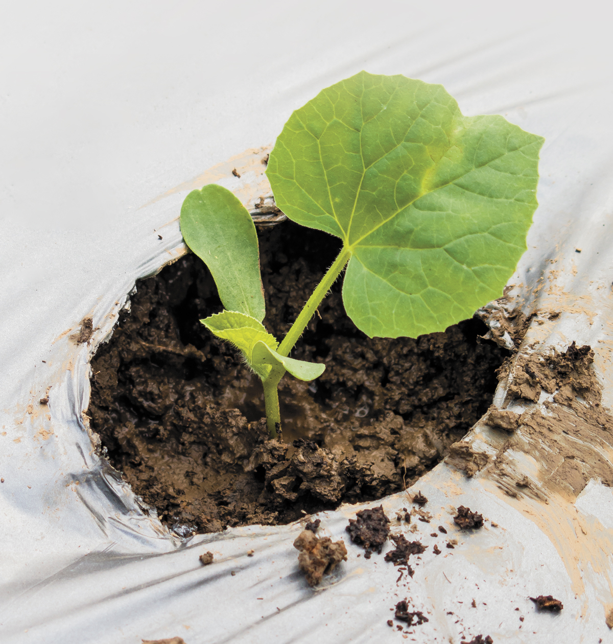 Mulching para plantação ATCO®